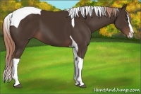 Horse Color:Liver Chestnut Splash Tobiano 