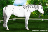 Horse Color:Smoky Black Sabino Splash 