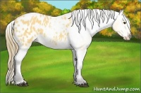 Horse Color:Buckskin Appaloosa 