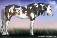 Horse Color:White Spotted Brown Splash
