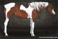 Horse Color:Bay Tobiano 