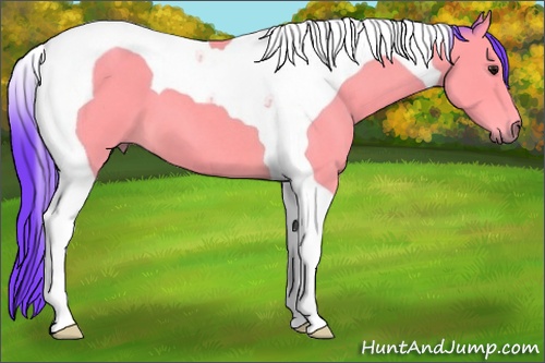 Horse Color:Watercolor Buckskin Roan Tobiano 