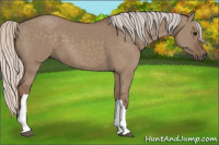 Horse Color:Silver Grullo 