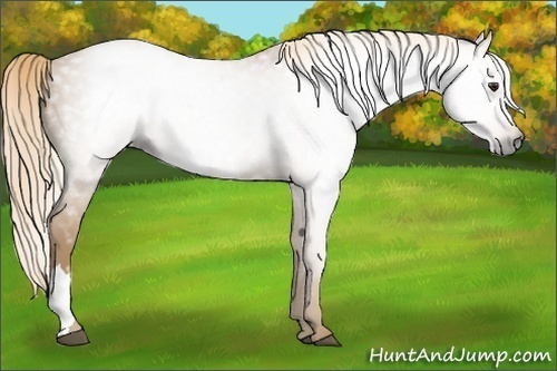 Horse Color:Gray Palomino