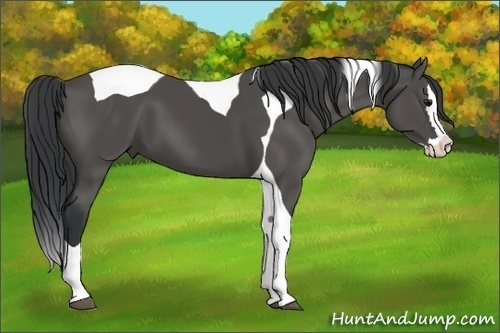 Horse Color: Black Sabino Splash Tobiano 