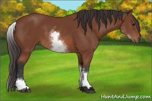 Horse Color: White Spotted Bay 