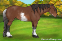 Horse Color:White Spotted Bay 