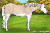 Horse Color:Silver Classic Champagne Dun Splash