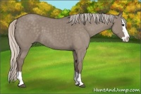 Horse Color:Silver Grullo Roan Splash 