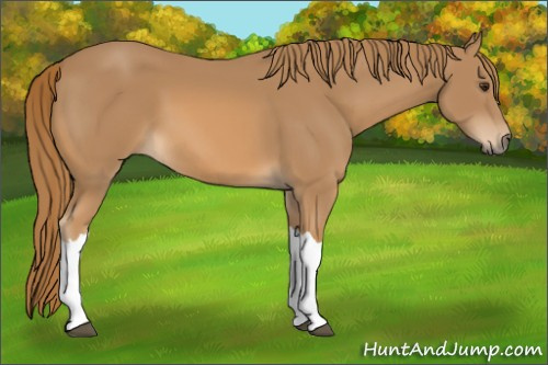 Horse Color: Chestnut 