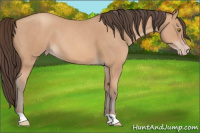 Horse Color:Amber Champagne 