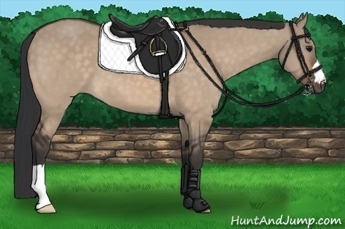 Horse Color:Bay Dun