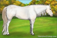 Horse Color:Buckskin Blanket 