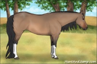 Horse Color:Bay Dun 