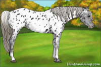 Horse Color:White Spotted Smoky Black Appaloosa