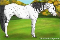 Horse Color:Black Tobiano Near Leopard 