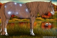 Horse Color:Chestnut Splash 