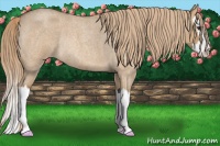 Horse Color:Red Dun Roan Splash Rabicano 