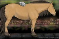 Horse Color:Buckskin 