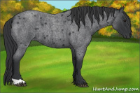 Horse Color:Unknown 
