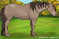 Horse Color:Classic Champagne Roan 
