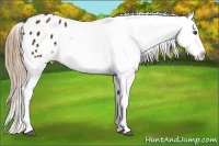 Horse Color:Liver Chestnut Appaloosa 