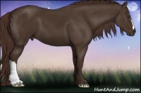 Horse Color:Liver Chestnut 