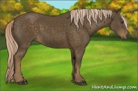 Horse Color:Chocolate Palomino 