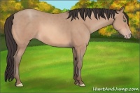 Horse Color:Amber Champagne 