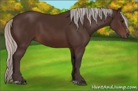 Horse Color:Silver Brown Sabino 