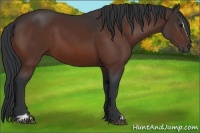 Horse Color:Bay Sabino 
