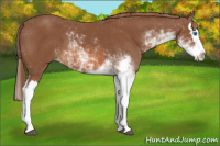 Horse Color:Chestnut Sabino Splash