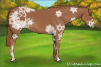 Horse Color:Chestnut Ice 