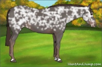 Horse Color:Liver Chestnut Ice 