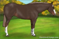 Horse Color:Liver Chestnut 