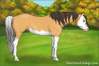 Horse Color:Buckskin Splash 