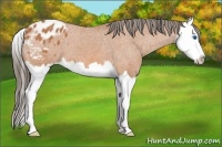 Horse Color:Bay Splash Appaloosa 