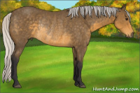 Horse Color:Silver Buckskin Rabicano 