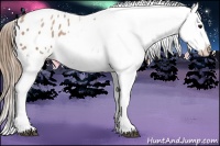 Horse Color:Black Pearl Appaloosa 