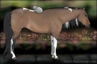 Horse Color:Bay Dun Tobiano 