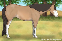 Horse Color:Bay Dun Sabino 