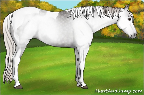 Horse Color:Gray Silver Black Tobiano 