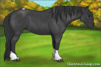 Horse Color:Blue Roan Tobiano