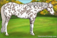Horse Color:Silver Blue Roan Splash Frame Appaloosa 