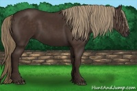 Horse Color:Liver Chestnut Sabino 