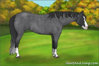 Horse Color:Blue Roan Splash 
