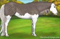 Horse Color:Silver Black Splash