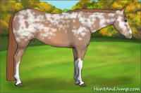Horse Color:Chestnut Ice 