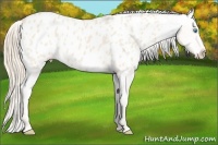 Horse Color:White Spotted Perlino Appaloosa Rabicano 