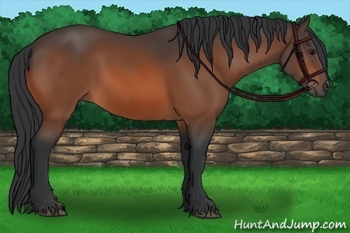 Horse Color: Bay 